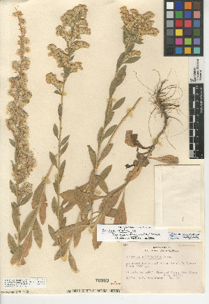  (Solidago velutina subsp. sparsiflora - CCDB-24935-D02)  @11 [ ] CreativeCommons - Attribution Non-Commercial Share-Alike (2015) SDNHM San Diego Natural History Museum