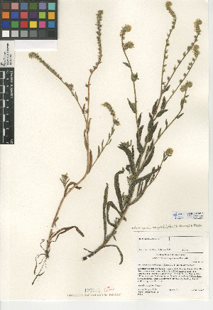  (Amsinckia menziesii var. menziesii - CCDB-24935-D10)  @11 [ ] CreativeCommons - Attribution Non-Commercial Share-Alike (2015) SDNHM San Diego Natural History Museum
