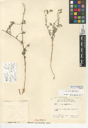  (Cryptantha clevelandii var. clevelandii - CCDB-24935-D11)  @11 [ ] CreativeCommons - Attribution Non-Commercial Share-Alike (2015) SDNHM San Diego Natural History Museum
