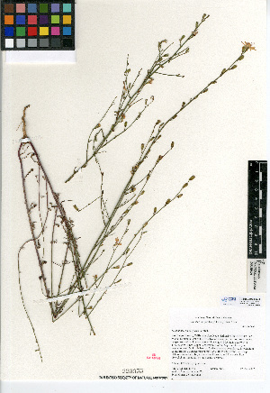  (Stephanomeria diegensis - CCDB-24935-E03)  @11 [ ] CreativeCommons - Attribution Non-Commercial Share-Alike (2015) SDNHM San Diego Natural History Museum