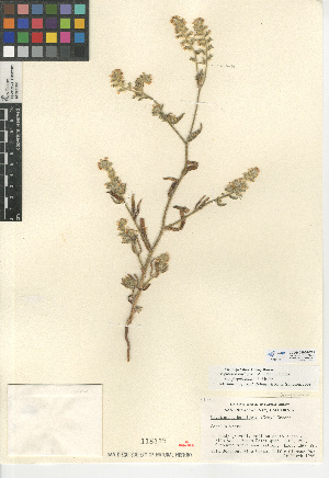  (Cryptantha barbigera var. fergusoniae - CCDB-24935-E11)  @11 [ ] CreativeCommons - Attribution Non-Commercial Share-Alike (2015) SDNHM San Diego Natural History Museum