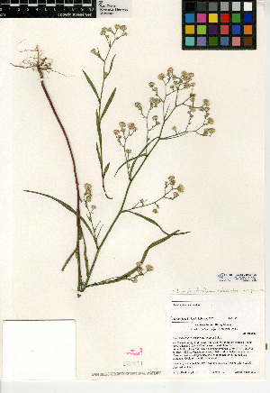  (Symphyotrichum subulatum var. parviflorum - CCDB-24935-F05)  @11 [ ] CreativeCommons - Attribution Non-Commercial Share-Alike (2015) SDNHM San Diego Natural History Museum