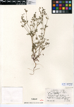  (Eucrypta chrysanthemifolia var. bipinnatifida - CCDB-24936-A02)  @11 [ ] CreativeCommons - Attribution Non-Commercial Share-Alike (2015) SDNHM San Diego Natural History Museum