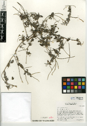  (Heliotropium supinum - CCDB-24936-C03)  @11 [ ] CreativeCommons - Attribution Non-Commercial Share-Alike (2015) SDNHM San Diego Natural History Museum