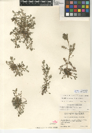  ( - CCDB-24936-G05)  @11 [ ] CreativeCommons - Attribution Non-Commercial Share-Alike (2015) SDNHM San Diego Natural History Museum