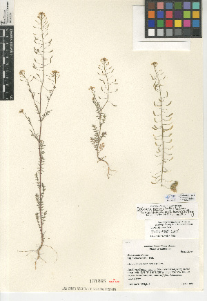  (Descurainia pinnata - CCDB-24937-B04)  @11 [ ] CreativeCommons - Attribution Non-Commercial Share-Alike (2015) SDNHM San Diego Natural History Museum