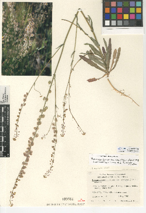  (Thysanocarpus curvipes subsp. elegans - CCDB-24937-C12)  @11 [ ] CreativeCommons - Attribution Non-Commercial Share-Alike (2015) SDNHM San Diego Natural History Museum