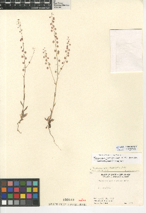  (Thysanocarpus curvipes - CCDB-24937-D12)  @11 [ ] CreativeCommons - Attribution Non-Commercial Share-Alike (2015) SDNHM San Diego Natural History Museum