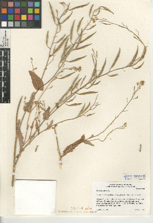  ( - CCDB-24937-E02)  @11 [ ] CreativeCommons - Attribution Non-Commercial Share-Alike (2015) SDNHM San Diego Natural History Museum