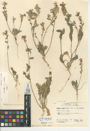  (Dithyrea californica - CCDB-24937-E05)  @11 [ ] CreativeCommons - Attribution Non-Commercial Share-Alike (2015) SDNHM San Diego Natural History Museum