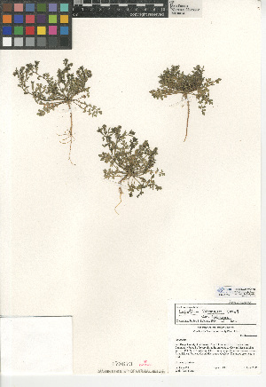  (Lepidium oblongum var. oblongum - CCDB-24937-E08)  @11 [ ] CreativeCommons - Attribution Non-Commercial Share-Alike (2015) SDNHM San Diego Natural History Museum