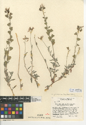  (Lyrocarpa coulteri - CCDB-24937-E09)  @11 [ ] CreativeCommons - Attribution Non-Commercial Share-Alike (2015) SDNHM San Diego Natural History Museum