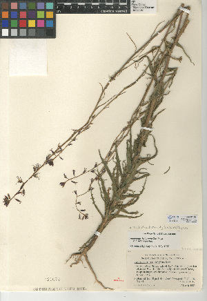  (Caulanthus heterophyllus var. heterophyllus - CCDB-24937-F04)  @11 [ ] CreativeCommons - Attribution Non-Commercial Share-Alike (2015) SDNHM San Diego Natural History Museum