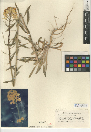  (Erysimum capitatum - CCDB-24937-F06)  @11 [ ] CreativeCommons - Attribution Non-Commercial Share-Alike (2015) SDNHM San Diego Natural History Museum