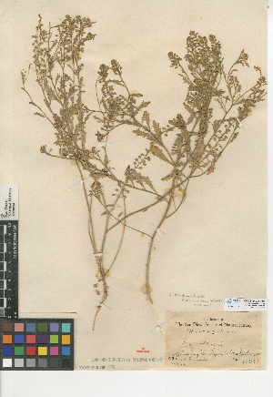  (Lepidium oblongum var. insulare - CCDB-24937-F08)  @11 [ ] CreativeCommons - Attribution Non-Commercial Share-Alike (2015) SDNHM San Diego Natural History Museum