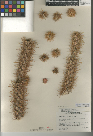  (Cylindropuntia wolfii - CCDB-24938-A02)  @11 [ ] CreativeCommons - Attribution Non-Commercial Share-Alike (2015) SDNHM San Diego Natural History Museum