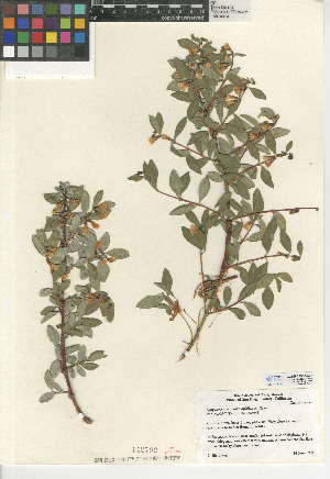  (Symphoricarpos rotundifolius var. parishii - CCDB-24938-A08)  @11 [ ] CreativeCommons - Attribution Non-Commercial Share-Alike (2015) SDNHM San Diego Natural History Museum