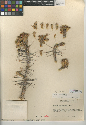  (Cylindropuntia ramosissima - CCDB-24938-B02)  @11 [ ] CreativeCommons - Attribution Non-Commercial Share-Alike (2015) SDNHM San Diego Natural History Museum