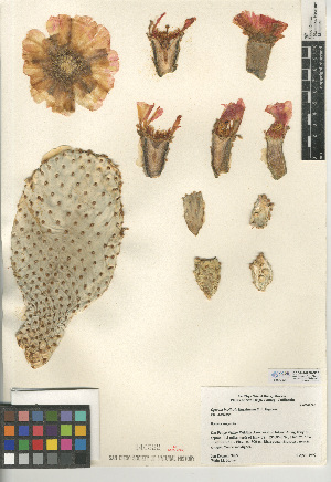  (Opuntia basilaris var. basilaris - CCDB-24938-B03)  @11 [ ] CreativeCommons - Attribution Non-Commercial Share-Alike (2015) SDNHM San Diego Natural History Museum