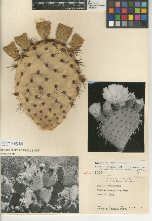  (Opuntia oricola - CCDB-24938-B04)  @11 [ ] CreativeCommons - Attribution Non-Commercial Share-Alike (2015) SDNHM San Diego Natural History Museum