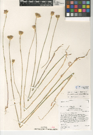  (Petrorhagia nanteuilii - CCDB-24938-B10)  @11 [ ] CreativeCommons - Attribution Non-Commercial Share-Alike (2015) SDNHM San Diego Natural History Museum