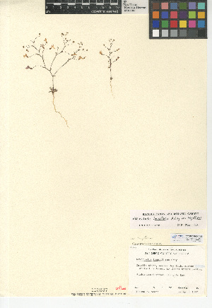  (Nemacladus longiflorus var. longiflorus - CCDB-24938-C06)  @11 [ ] CreativeCommons - Attribution Non-Commercial Share-Alike (2015) SDNHM San Diego Natural History Museum