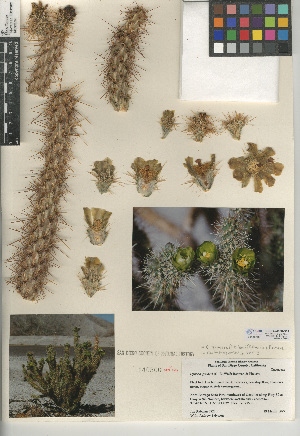  (Cylindropuntia ganderi - CCDB-24938-D02)  @11 [ ] CreativeCommons - Attribution Non-Commercial Share-Alike (2015) SDNHM San Diego Natural History Museum