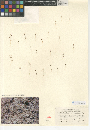  (Nemacladus longiflorus var. breviflorus - CCDB-24938-D06)  @11 [ ] CreativeCommons - Attribution Non-Commercial Share-Alike (2015) SDNHM San Diego Natural History Museum