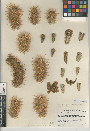  (Cylindropuntia x fosbergii - CCDB-24938-E02)  @11 [ ] CreativeCommons - Attribution Non-Commercial Share-Alike (2015) SDNHM San Diego Natural History Museum
