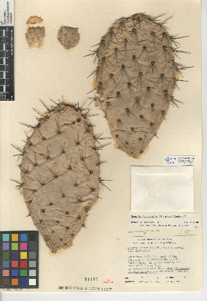  (Opuntia littoralis - CCDB-24938-E04)  @11 [ ] CreativeCommons - Attribution Non-Commercial Share-Alike (2015) SDNHM San Diego Natural History Museum