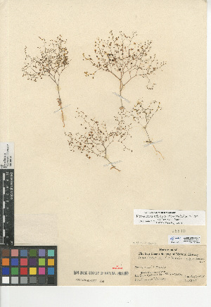  (Nemacladus tenuis var. aliformis - CCDB-24938-E07)  @11 [ ] CreativeCommons - Attribution Non-Commercial Share-Alike (2015) SDNHM San Diego Natural History Museum