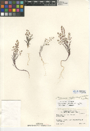  (Thysanocarpus rigidus - CCDB-24938-F01)  @11 [ ] CreativeCommons - Attribution Non-Commercial Share-Alike (2015) SDNHM San Diego Natural History Museum