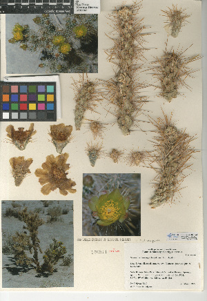  (Cylindropuntia echinocarpa - CCDB-24938-F02)  @11 [ ] CreativeCommons - Attribution Non-Commercial Share-Alike (2015) SDNHM San Diego Natural History Museum