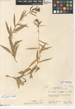  (Lobelia dunnii - CCDB-24938-F06)  @11 [ ] CreativeCommons - Attribution Non-Commercial Share-Alike (2015) SDNHM San Diego Natural History Museum