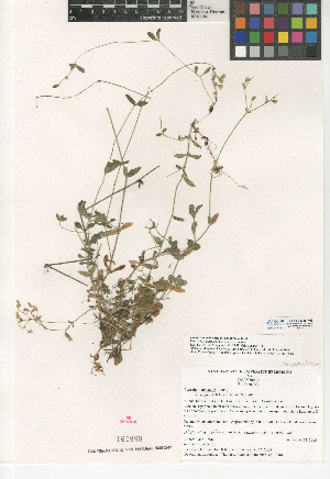  (Cerastium fontanum subsp. vulgare - CCDB-24938-F09)  @11 [ ] CreativeCommons - Attribution Non-Commercial Share-Alike (2015) SDNHM San Diego Natural History Museum