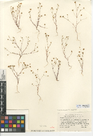  (Minuartia douglasii - CCDB-24938-F10)  @11 [ ] CreativeCommons - Attribution Non-Commercial Share-Alike (2015) SDNHM San Diego Natural History Museum