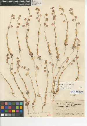  (Thysanocarpus radians - CCDB-24938-G01)  @11 [ ] CreativeCommons - Attribution Non-Commercial Share-Alike (2015) SDNHM San Diego Natural History Museum