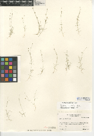  ( - CCDB-24938-G11)  @11 [ ] CreativeCommons - Attribution Non-Commercial Share-Alike (2015) SDNHM San Diego Natural History Museum