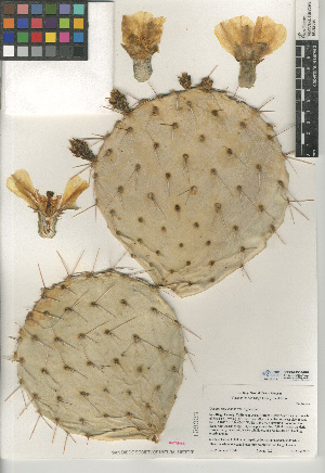  (Opuntia engelmannii var. engelmannii - CCDB-24938-H04)  @11 [ ] CreativeCommons - Attribution Non-Commercial Share-Alike (2015) SDNHM San Diego Natural History Museum