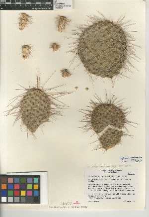  (Opuntia polyacantha var. erinacea - CCDB-24938-H05)  @11 [ ] CreativeCommons - Attribution Non-Commercial Share-Alike (2015) SDNHM San Diego Natural History Museum