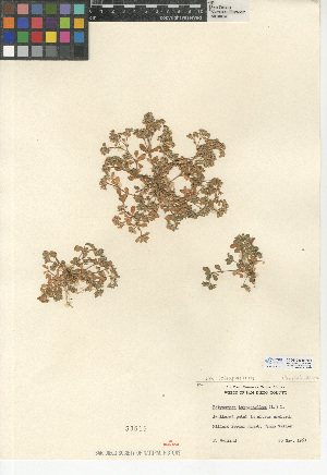  (Polycarpon tetraphyllum var. tetraphyllum - CCDB-24938-H11)  @11 [ ] CreativeCommons - Attribution Non-Commercial Share-Alike (2015) SDNHM San Diego Natural History Museum