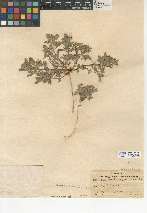  (Atriplex elegans var. fasciculata - CCDB-24939-B03)  @11 [ ] CreativeCommons - Attribution Non-Commercial Share-Alike (2015) SDNHM San Diego Natural History Museum
