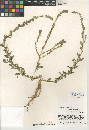  (Kochia scoparia subsp. scoparia - CCDB-24939-B08)  @11 [ ] CreativeCommons - Attribution Non-Commercial Share-Alike (2015) SDNHM San Diego Natural History Museum