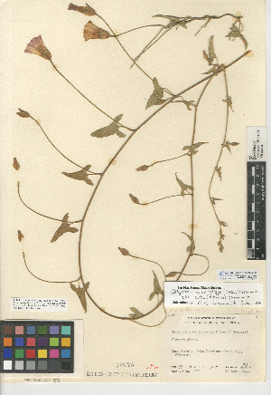  (Calystegia macrostegia subsp. arida - CCDB-24939-B11)  @11 [ ] CreativeCommons - Attribution Non-Commercial Share-Alike (2015) SDNHM San Diego Natural History Museum