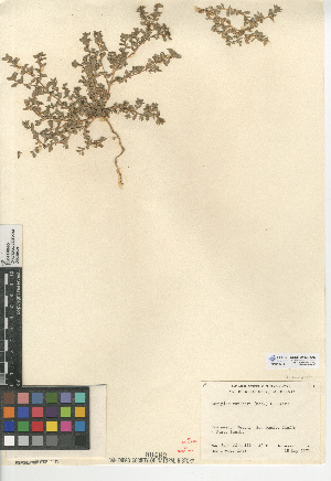  (Atriplex coulteri - CCDB-24939-C03)  @11 [ ] CreativeCommons - Attribution Non-Commercial Share-Alike (2015) SDNHM San Diego Natural History Museum