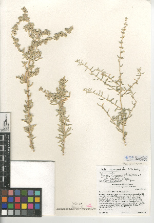  (Atriplex canescens var. macilenta - CCDB-24939-D03)  @11 [ ] CreativeCommons - Attribution Non-Commercial Share-Alike (2015) SDNHM San Diego Natural History Museum
