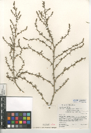  (Salsola australis - CCDB-24939-E09)  @11 [ ] CreativeCommons - Attribution Non-Commercial Share-Alike (2015) SDNHM San Diego Natural History Museum