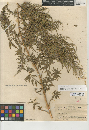  (Dysphania anthelmintica - CCDB-24939-F08)  @11 [ ] CreativeCommons - Attribution Non-Commercial Share-Alike (2015) SDNHM San Diego Natural History Museum