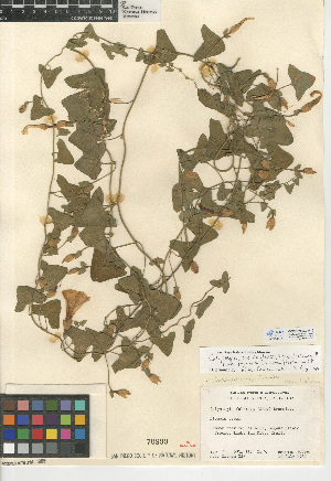  (Calystegia occidentalis subsp. fulcrata - CCDB-24939-F12)  @11 [ ] CreativeCommons - Attribution Non-Commercial Share-Alike (2015) SDNHM San Diego Natural History Museum