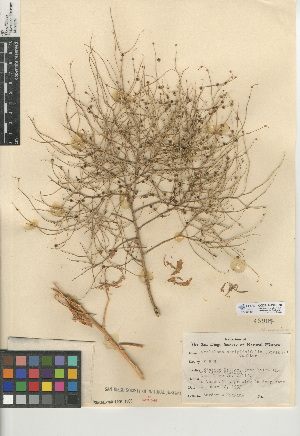  (Cycloloma atriplicifolium - CCDB-24939-H08)  @11 [ ] CreativeCommons - Attribution Non-Commercial Share-Alike (2015) SDNHM San Diego Natural History Museum